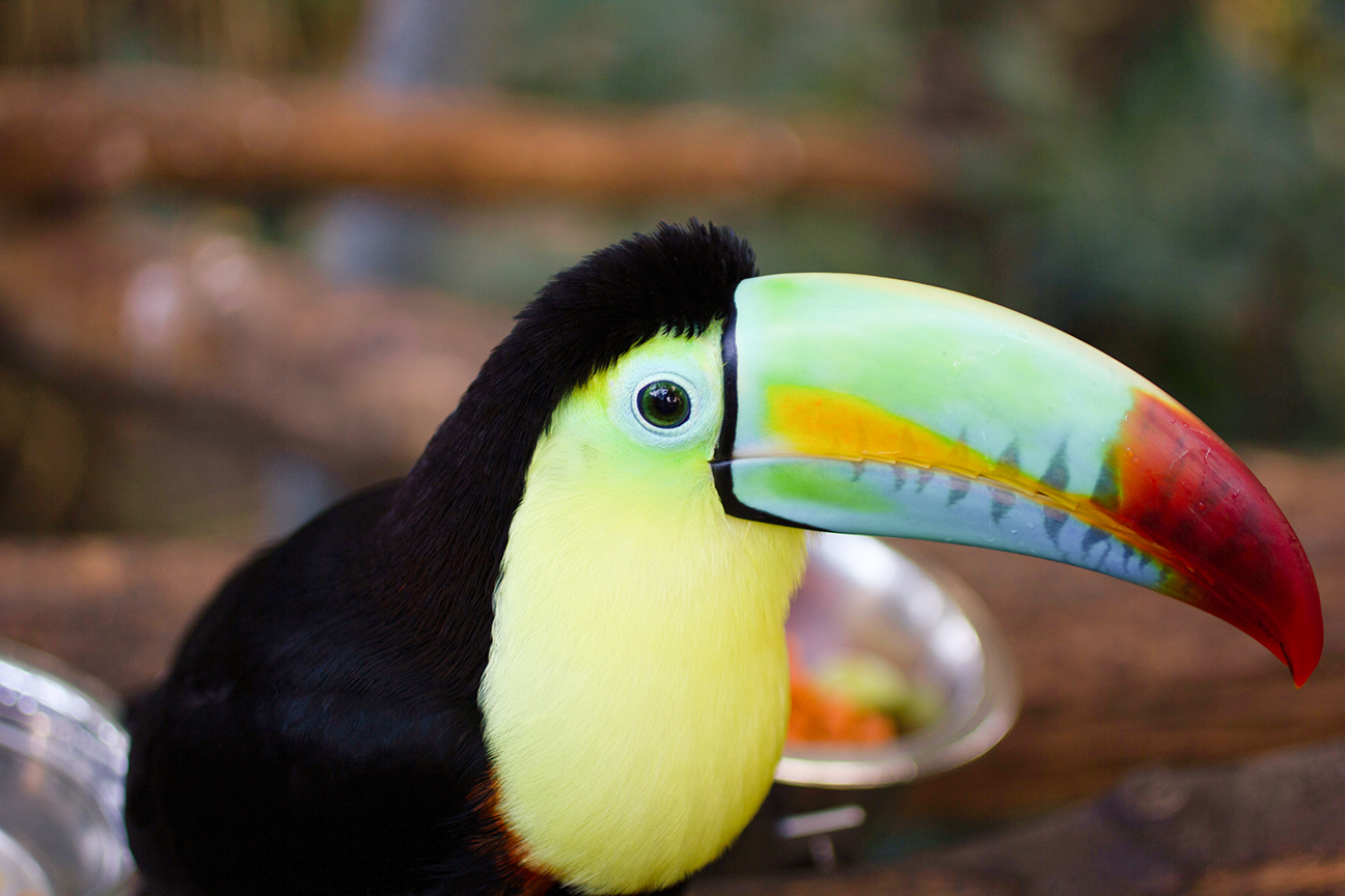 Schmetterling im Papiliorama